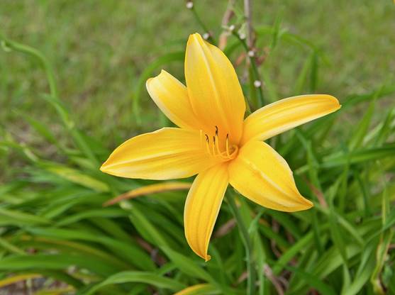 Hemerocallis lilio-asphodelus, Chile